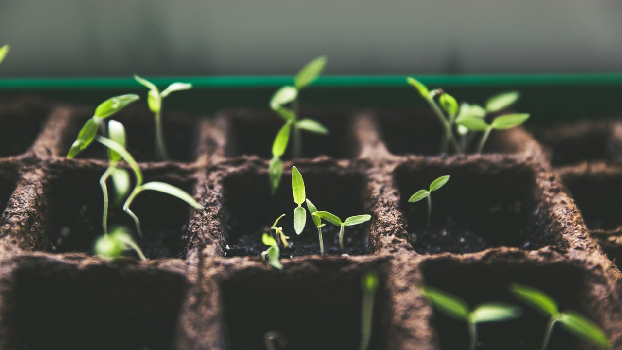 Overwhelmed by the Need for Growth